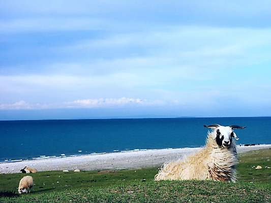 포토 JPG 해외이미지 호수 하늘 풍경 사람없음 초록색 파란색 양 해외202004 해외포토 컬러 포유류 파일형식 이미지허브