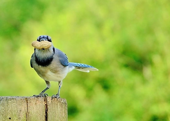포토 JPG 해외이미지 동물 야생동물 자연 조류 사람없음 야외 파란색 해외202004 해외포토 컬러 생태계 파일형식 이미지허브