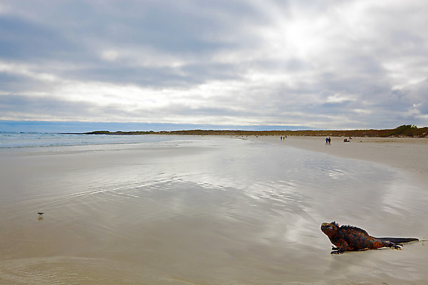 포토 JPG 해외이미지 동물 척추동물 야생동물 모래 파도 바다 섬 파충류 자연 조류 생물 종류 양서류 사람없음 야외 물 빛 반사 일몰 용 가장자리 도마뱀 태평양 에콰도르 이구아나 갈라파고스 멸종 내추럴 기어가기 몬스터 이국적 해외202004 해외포토 자연요소 모션 노을 남아메리카 둘레 생태계 파일형식 이미지허브