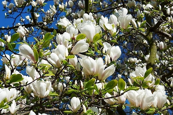 포토 JPG 해외이미지 나무 식물 꽃 분홍색 자연 하늘 사람없음 가로 파란색 봄 벚꽃 나뭇가지 개화 목련 해외202004 해외포토 계절 컬러 생태계 파일형식 이미지허브