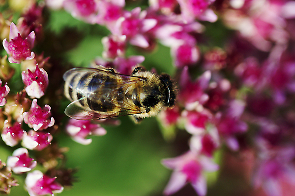 포토 JPG 해외이미지 식물 계절 꽃 분홍색 꽃무늬 자연 하늘 풍경 잔디 사람없음 야외 초록색 여름 파란색 햇빛 태양 농장 장미 노란색 정원 맑음 봄 벚꽃 가을 흰색 시골 신선 땅 벌 허브 데이지 장면 개미 꿀 벌집 내추럴 수유 캐모마일 평야 해외202004 해외포토 자연요소 컬러 곤충 무늬 농업 날씨 생태계 파일형식 이미지허브