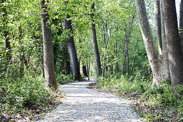 포토 JPG 해외이미지 나무 도로 잎 자연 거리 풍경 사람없음 초록색 어둠 산책 나뭇가지 붓 숲 내추럴 해외202004 해외포토 식물 길 컬러 교통시설 휴식 생태계 파일형식 이미지허브