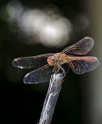 포토 JPG 해외이미지 식물 동물 디자인 공원 야생동물 나비 곤충 백그라운드 패턴 날개 일러스트 자연 추상 휴식 미술 앉기 사람없음 야외 그래픽 장식 빨간색 물 여름 컬러풀 환경 정원 검은색 봄 가을 흰색 나뭇가지 용 닫기 벌레 잠자리 큼 묘사 보케 내추럴 동물상 해외202004 해외포토 자연요소 나무 계절 공공시설 컬러 컨셉 무늬 모션 문화예술 조형물 크기 생태계 파일형식 이미지허브