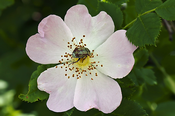 포토 JPG 해외이미지 식물 동물 꽃 야생동물 곤충 잎 신체 자연 생물 사람없음 벚꽃 해충 벌레 딱정벌레 해외202004 해외포토 생태계 파일형식 이미지허브