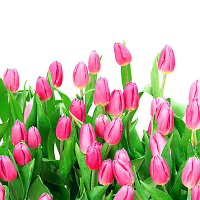 포토 JPG 해외이미지 식물 꽃잎 꽃 꽃다발 백그라운드 꽃무늬 자연 사람없음 빨간색 여름 컬러풀 정원 봄 튤립 벚꽃 흰색 배열 내추럴 고립 해외202004 해외포토 계절 컬러 무늬 생태계 파일형식 이미지허브