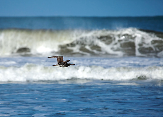 포토 JPG 해외이미지 야생동물 파도 여행 아프리카 자연 조류 휴가 사람없음 서핑 대서양 해외202004 해외포토 동물 나라 바다 수상스포츠 생태계 파일형식 이미지허브