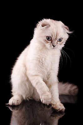 포토 JPG 해외이미지 동물 1 영어 응시 문화 얼굴 백그라운드 장난 포유류 가족 자연 영국 털 앉기 성인 사람없음 파란색 반려동물 갈색 고양이 줄무늬 회색 흰색 아기 고급 은색 작음 큼 자르기 슛 부드러움 얼룩무늬 솜털 고립 접기 스코틀랜드 해외202004 해외포토 문자 시선 유럽 컬러 컨셉 무늬 관계 모션 사람 신체부위 감각 크기 생태계 파일형식 이미지허브