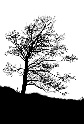 포토 JPG 해외이미지 모양 나무 식물 1 디자인 계절 실루엣 선 줄기 백그라운드 잎 겨울 패턴 일러스트 자연 흑백 사람없음 야외 목재 장식 정원 검은색 어둠 슬픔 성장 가을 흰색 나뭇가지 시골 죽음 숲 무서움 싱글 흰배경 질감 내추럴 고립 그런지 엘리먼트 옛날 우울증 해외202004 해외포토 감정 컬러 무늬 재료 촬영기법 질병 생태계 파일형식 이미지허브