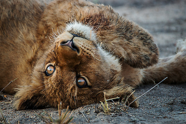 포토 JPG 해외이미지 동물 야생동물 여행 포유류 아프리카 자연 생물 털 동물원 사람없음 환경 고양이 힘 분노 황무지 위험 사자 큼 왕 모피 사파리 리더 육식동물 사냥꾼 멸종 사자자리 표범 내추럴 사바나 웅장함 해외202004 해외포토 직업 감정 나라 컨셉 반려동물 별자리 크기 생태계 파일형식 이미지허브