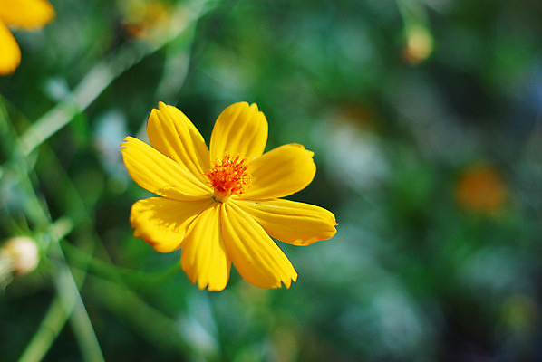 포토 JPG 해외이미지 식물 디자인 계절 꽃잎 꽃 백그라운드 꽃무늬 자연 사람없음 장식 빨간색 세로 빛 햇빛 태양 노란색 환경 정원 화목 봄 벚꽃 신선 개화 보호 제비꽃 향기 심플 꽃가루 거베라 해외202004 해외포토 자연요소 컬러 컨셉 무늬 가루 생태계 냄새 파일형식 이미지허브