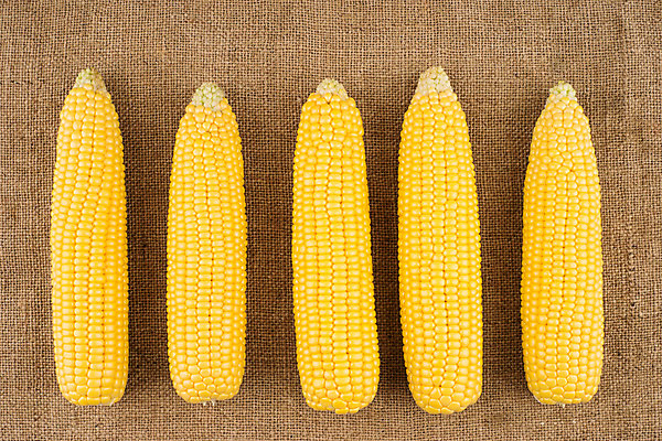 포토 JPG 해외이미지 음식 농업 옥수수 사람없음 초록색 농장 신선 황금 낟알 삼베 에코 해외202004 해외포토 산업 컬러 곡류 환경 파일형식 천_직물 이미지허브