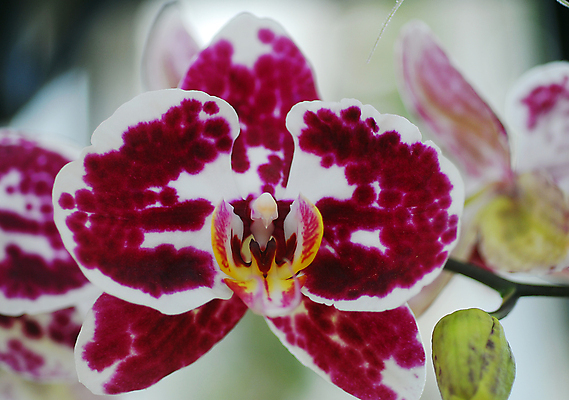 포토 JPG 해외이미지 식물 꽃 분홍색 자연 사람없음 정원 흰색 난초 원예 호접란 해외202004 해외포토 컬러 취미 생태계 파일형식 이미지허브