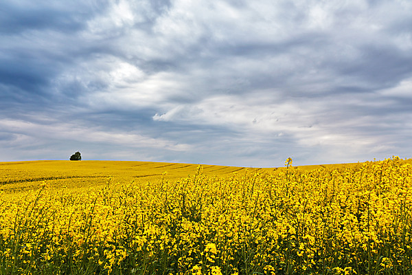 포토 JPG 해외이미지 식물 구름 꽃 유럽 백그라운드 밭 농업 자연 하늘 날씨 씨앗 풍경 사람없음 여름 농작물 노란색 우주 환경 봄 벚꽃 시골 위험 5월 땅 언덕 에코 폭풍 흐림 바이오 밭일 벨로루시 생태학 카놀라 수평선 해외202004 해외포토 자연요소 계절 교육 나라 산업 컬러 컨셉 날짜 생태계 파일형식 이미지허브