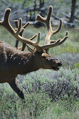 포토 JPG 해외이미지 동물 공원 남자 야생동물 밭 포유류 사슴 뿔 국립공원 사람없음 머리 황무지 방목 황소 엘크 해외202004 해외포토 공공시설 농업 사람 신체부위 소 축산업 파일형식 이미지허브