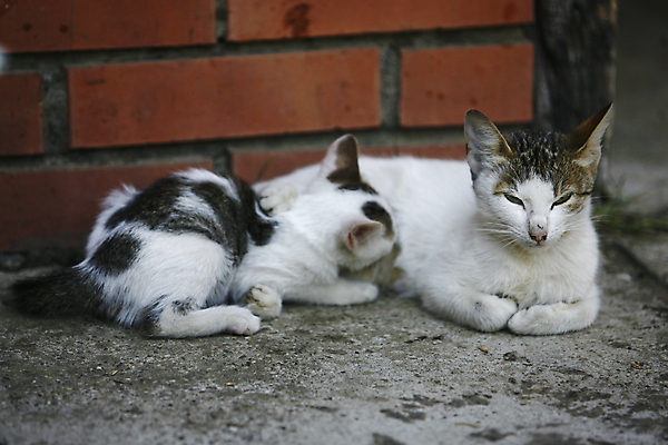 포토 JPG 해외이미지 동물 1 응시 여자 포즈 백그라운드 오렌지 장난 포유류 휴식 수염 털 사람없음 반려동물 갈색 고양이 줄무늬 흰색 황금 닫기 작음 자르기 가득함 꼬리 육식동물 얼룩무늬 솜털 거짓말 고립 스트라이크 차단 해외202004 해외포토 시선 컬러 컨셉 무늬 과일 모션 사람 크기 파일형식 이미지허브