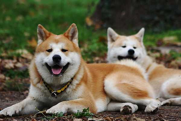 포토 JPG 해외이미지 주간 반려견 두마리 휴식 사람없음 야외 눕기 산책 강아지 해외202004 아키타견 해외포토 자연요소 컨셉 2 모션 반려동물 개 파일형식 이미지허브