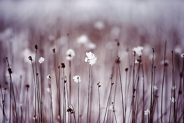포토 JPG 해외이미지 식물 계절 꽃 백그라운드 겨울 밭 자연 건조 사람없음 흰색 계획 내추럴 옛날 해외202004 해외포토 컬러 컨셉 농업 생태계 파일형식 이미지허브