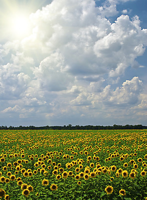 포토 JPG 해외이미지 식물 구름 계절 꽃잎 꽃 잎 밭 농업 자연 하늘 해바라기 풍경 사람없음 야외 초록색 여름 파란색 빛 컬러풀 햇빛 노란색 환경 맑음 활발 성장 가을 시골 뜨거움 흐림 밭일 생태학 해외202004 해외포토 자연요소 교육 산업 컬러 컨셉 날씨 태양 생태계 파일형식 이미지허브