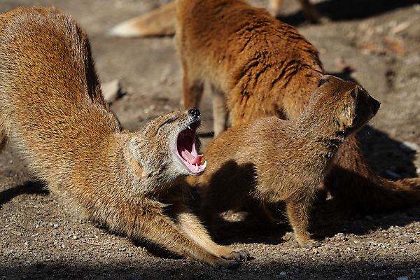 포토 JPG 해외이미지 동물 야생동물 2 포유류 아프리카 자연 사람없음 갈색 노란색 사막 작음 육식동물 내추럴 동물상 해외202004 해외포토 나라 컬러 조형물 크기 생태계 파일형식 이미지허브
