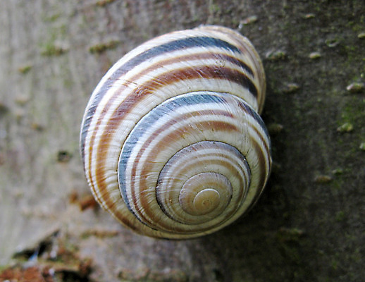 포토 JPG 해외이미지 나무 동물 자연 나선형 사람없음 껍질 나무껍질 동물상 해외202004 해외포토 식물 무늬 조형물 생태계 파일형식 이미지허브