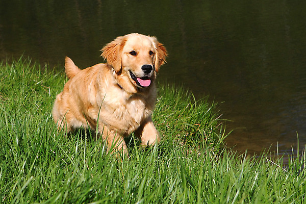 포토 JPG 해외이미지 동물 응시 행복 얼굴 새끼 백그라운드 포유류 털 서기 앉기 사람없음 반려동물 금발 갈색 머리 표현 황금 닫기 개 리트리버 달콤 강아지 모피 래브라도리트리버 송곳니 고립 기르기 유래 해외202004 해외포토 헤어스타일 시선 감정 컬러 모션 신체부위 맛 치아 돌봄 파일형식 이미지허브