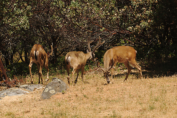 포토 JPG 해외이미지 동물 남자 야생동물 포유류 초식동물 사슴 뿔 사람없음 달러 관찰 그룹 군중 숲 반추동물 벨벳 해외202004 해외포토 돈 모션 사람 실크 파일형식 이미지허브