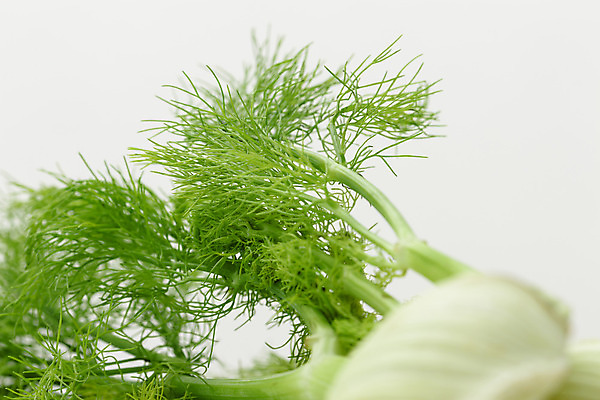 포토 JPG 해외이미지 식물 음식 백그라운드 잎 농업 다이어트 채소 재료 자연 휴식 파슬리 건강 요리 사람없음 치료 초록색 약 농장 정원 스파 샐러드 수확 성장 신선 양념 먹기 허브 향신료 유기농 원예 날것 아로마테라피 내추럴 고립 돌봄 밭일 백리향 에센스 오레가노 채식주의자 회향 해외202004 해외포토 웰빙 산업 컬러 컨셉 의학 모션 취미 화장품 생태계 채식 테라피 향미료 파일형식 이미지허브