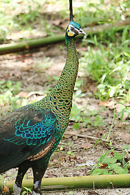 포토 JPG 해외이미지 나무 동물 1 야생동물 백그라운드 잎 오렌지 노래 자연 조류 휴식 종류 앉기 사람없음 야외 빨간색 초록색 여름 파란색 우주 봄 회색 바위 흰색 나뭇가지 공작 묘사 싱글 생물학 서식지 생태학 해외202004 해외포토 식물 계절 교육 음악 컬러 컨셉 과일 모션 돌_바위 생태계 파일형식 이미지허브