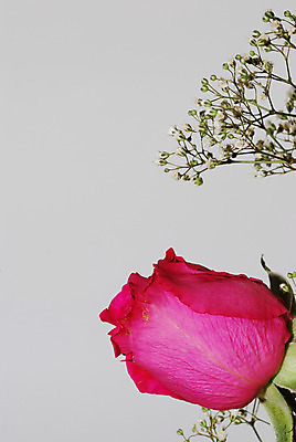 포토 JPG 해외이미지 식물 계절 꽃 분홍색 백그라운드 꽃무늬 밭 자연 하늘 부활절 사람없음 야외 초록색 파란색 빛 컬러풀 햇빛 태양 노란색 정원 봄 성장 벚꽃 흰색 신선 우아함 제비꽃 데이지 아로마 내추럴 고립 카피스페이스 해외202004 해외포토 자연요소 기념일 컬러 컨셉 무늬 농업 공백 생태계 파일형식 이미지허브