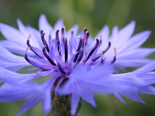 포토 JPG 해외이미지 식물 계절 꽃잎 꽃 백그라운드 잎 꽃무늬 자연 사람없음 빨간색 초록색 여름 노란색 정원 봄 벚꽃 신선 개화 닫기 데이지 꽃가루 수레국화 해외202004 해외포토 컬러 무늬 모션 가루 생태계 파일형식 이미지허브