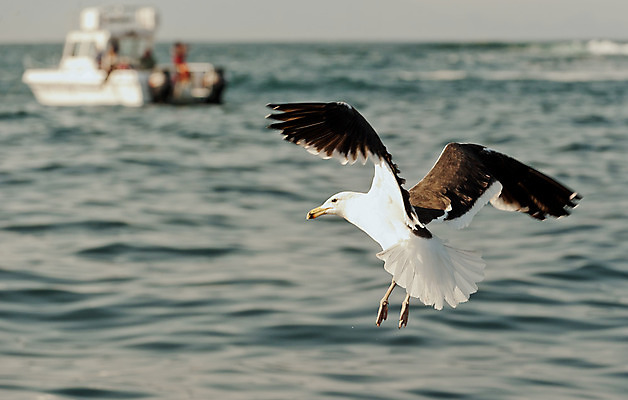 포토 JPG 해외이미지 동물 야생동물 파도 바다 여행 백그라운드 자연 갈매기 조류 하늘 낚시 바람 추상 휴가 항해 풍경 사람없음 물 여름 파란색 맑음 침묵 자유 흰색 보트 떨어짐 작음 깃털 대서양 내추럴 수평선 해외202004 해외포토 자연요소 계절 컬러 컨셉 무늬 배_교통 레저 날씨 소리 크기 생태계 파일형식 이미지허브