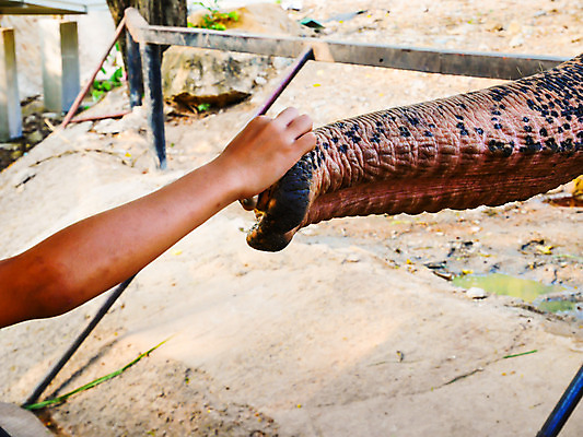 포토 JPG 해외이미지 동물 손 커플 공원 아시아 음료 야생동물 여행 포유류 가족 관계 태국 자연 초식동물 코끼리 사람 동양인 사람없음 물 머리 여행객 믿음 힘 회색 터치 흰색 잡기 거친 황무지 끝 닫기 큼 피부 코 해외202004 해외포토 자연요소 공공시설 감정 나라 컬러 모션 인종 신체부위 크기 생태계 파일형식 이미지허브