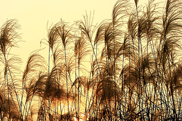 포토 JPG 해외이미지 식물 실루엣 잎 오렌지 자연 하늘 한국 사람없음 빨간색 태양 노란색 어둠 일몰 가을 흰색 나뭇가지 큼 복숭아 내추럴 접수 해외202004 해외포토 자연요소 나무 계절 아시아 컬러 과일 촬영기법 노을 크기 생태계 파일형식 이미지허브