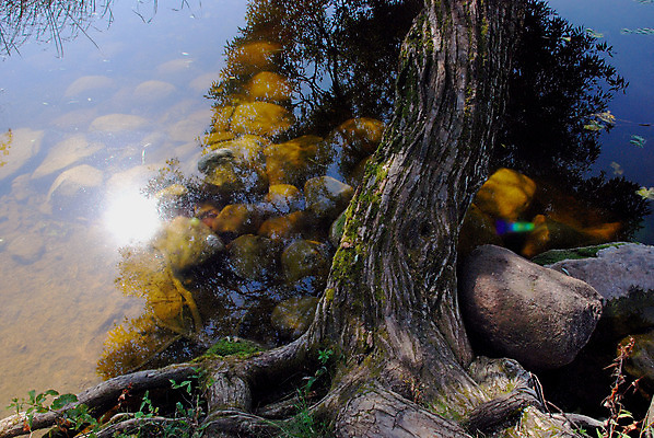 포토 JPG 해외이미지 나무 식물 계절 유럽 호수 자연 표면 사람없음 야외 물 빛 햇빛 반사 평화 수중 침묵 나뭇가지 만 정사각형 내추럴 해외202004 해외포토 자연요소 도형 나라 컨셉 태양 소리 생태계 파일형식 이미지허브