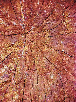 포토 JPG 해외이미지 나무 디자인 산업 백그라운드 패턴 자연 추상 바닥 사람없음 목재 장식 갈색 줄무늬 공백 얼룩 원형 역사 플랫 횡단보도 널 숲 질감 서식 통나무 결 수목 엘리먼트 옛날 합판 갈색배경 해외202004 해외포토 도형 식물 컬러 무늬 재료 보행로 생태계 파일형식 이미지허브