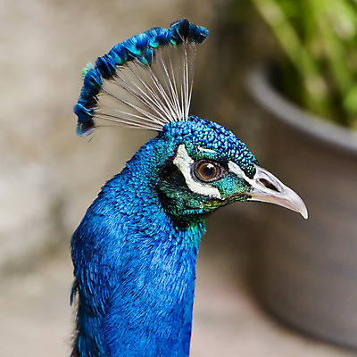 포토 JPG 해외이미지 동물 남자 야생동물 백그라운드 패턴 자연 조류 기술 사람없음 가로 초록색 파란색 컬러풀 머리 활발 의식 우아함 공작 전시회 깃털 꼬리 부리 목 보여주기 꿩 수탉 멀티 웅장함 터키석 해외202004 해외포토 컬러 컨셉 무늬 모션 사람 신체부위 전시 닭 보석 수컷 생태계 파일형식 이미지허브