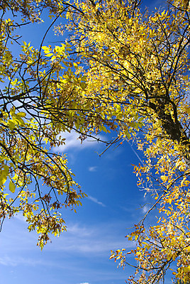 포토 JPG 해외이미지 나무 계절 잎 자연 하늘 산 풍경 사람없음 야외 목재 초록색 파란색 햇빛 노란색 미국 가을 오스트리아 숲 9월 해외202004 해외포토 식물 유럽 컬러 북아메리카 재료 태양 날짜 생태계 파일형식 이미지허브