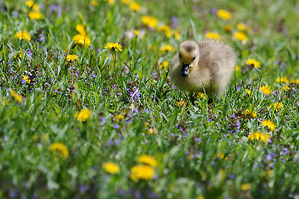 포토 JPG 해외이미지 동물 야생동물 이동 날개 가족 자연 조류 함께함 사람없음 야외 초록색 반려동물 노란색 봄 산책 시골 아기 그룹 먹기 깃털 부리 거위 물새 물갈퀴 내추럴 많음 해외202004 해외포토 계절 컬러 컨셉 관계 모션 휴식 사람 생태계 파일형식 이미지허브