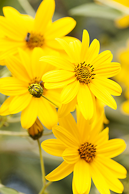 포토 JPG 해외이미지 나무 식물 계절 꽃 지구 음식 백그라운드 잎 겨울 채소 오렌지 재료 자연 해바라기 사람없음 빨간색 갈색 노란색 벚꽃 가을 사과 유기농 날것 뿌리 내추럴 아티초크 예루살렘 채식주의자 해외202004 해외포토 웰빙 컬러 과일 생태계 채식 이스라엘 파일형식 이미지허브