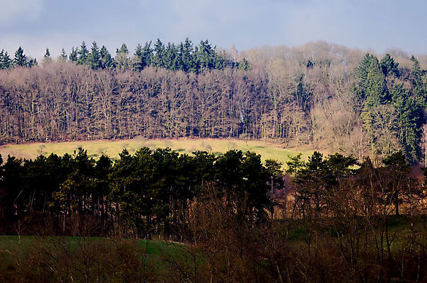 포토 JPG 해외이미지 나무 계절 겨울 자연 날씨 풍경 사람없음 야외 목재 냉동 얼음 추위 나뭇가지 숲 서리 내추럴 해외202004 해외포토 자연요소 식물 재료 생태계 파일형식 이미지허브