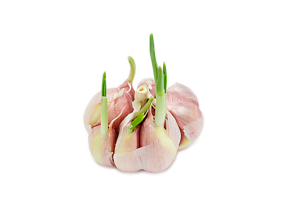 포토 JPG 해외이미지 식물 계절 음식 농업 채소 마늘 요리 사람없음 새싹 봄 수확 성장 신선 조미료 상품 발사 향신료 고립 해외202004 해외포토 산업 향미료 파일형식 이미지허브