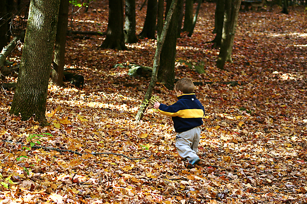 포토 JPG 해외이미지 나무 계절 어린이 잎 배낭 자국 한명 서기 풍경 소년 걷기 하이킹 가을 숲 작음 해외202004 해외포토 식물 1 남자 가방 모션 레저 사람 크기 파일형식 이미지허브