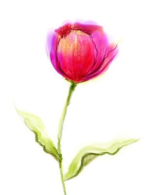 JPG 해외이미지 꽃 분홍색 한송이 일러스트 수채화 미술 사람없음 튤립 그림 손그림 해외202004 해외일러스트 식물 1 컬러 문화예술 송이 파일형식 이미지허브