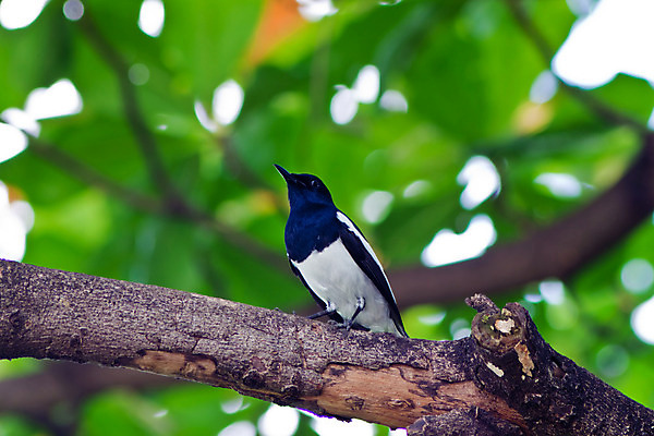 포토 JPG 해외이미지 1 섬 백그라운드 잎 날개 자연 조류 종류 손바닥 사람없음 가로 초록색 갈색 노란색 머리 검은색 황무지 깃털 호기심 싱글 꼬리 부리 보케 내추럴 발톱 블러 해외202004 해외포토 식물 동물 손 감정 컬러 컨셉 발 신체부위 생태계 파일형식 이미지허브