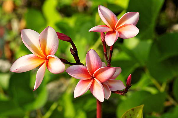 포토 JPG 해외이미지 꽃 분홍색 자연 사람없음 야외 빨간색 초록색 컬러풀 노란색 벚꽃 흰색 신선 그룹 다발 순수 해외202004 해외포토 식물 컬러 컨셉 생태계 파일형식 이미지허브