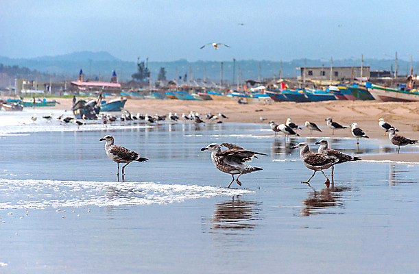 포토 JPG 해외이미지 동물 응시 야생동물 모래 파도 바다 날개 자연 갈매기 조류 날씨 따뜻함 풍경 사람없음 야외 물 여름 파란색 컬러풀 평화 환경 자유 흰색 남아메리카 깃털 검색 부리 에콰도르 흐림 내추럴 무료 많음 해외202004 해외포토 자연요소 시선 계절 컬러 컨셉 아메리카 생태계 파일형식 이미지허브