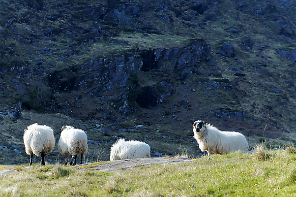 포토 JPG 해외이미지 유럽 밭 농업 자연 산 풍경 사람없음 야외 초록색 환경 계곡 가축 침묵 시골 양 방목 언덕 아일랜드 무료 밭일 해외202004 해외포토 동물 나라 산업 컬러 포유류 소리 축산업 생태계 파일형식 이미지허브