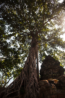 포토 JPG 해외이미지 나무 건축양식 사람없음 세계문화유산 사찰 캄보디아 파멸 목차 해외202004 해외포토 식물 건축 아시아 컨셉 종교건축 문화재 파일형식 소멸 이미지허브