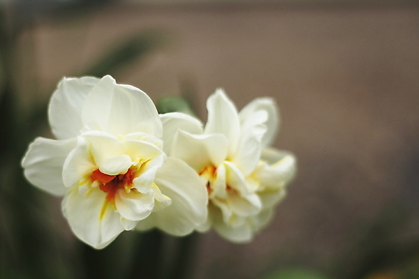 포토 JPG 해외이미지 식물 꽃잎 꽃 자연 사람없음 햇빛 정원 봄 잡기 수선화 더블 해외202004 해외포토 계절 모션 태양 생태계 파일형식 이미지허브