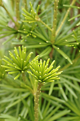 포토 JPG 해외이미지 식물 잎 자연 사람없음 장식 초록색 새싹 나뭇가지 신선 침엽수 해외202004 해외포토 나무 컬러 생태계 파일형식 이미지허브
